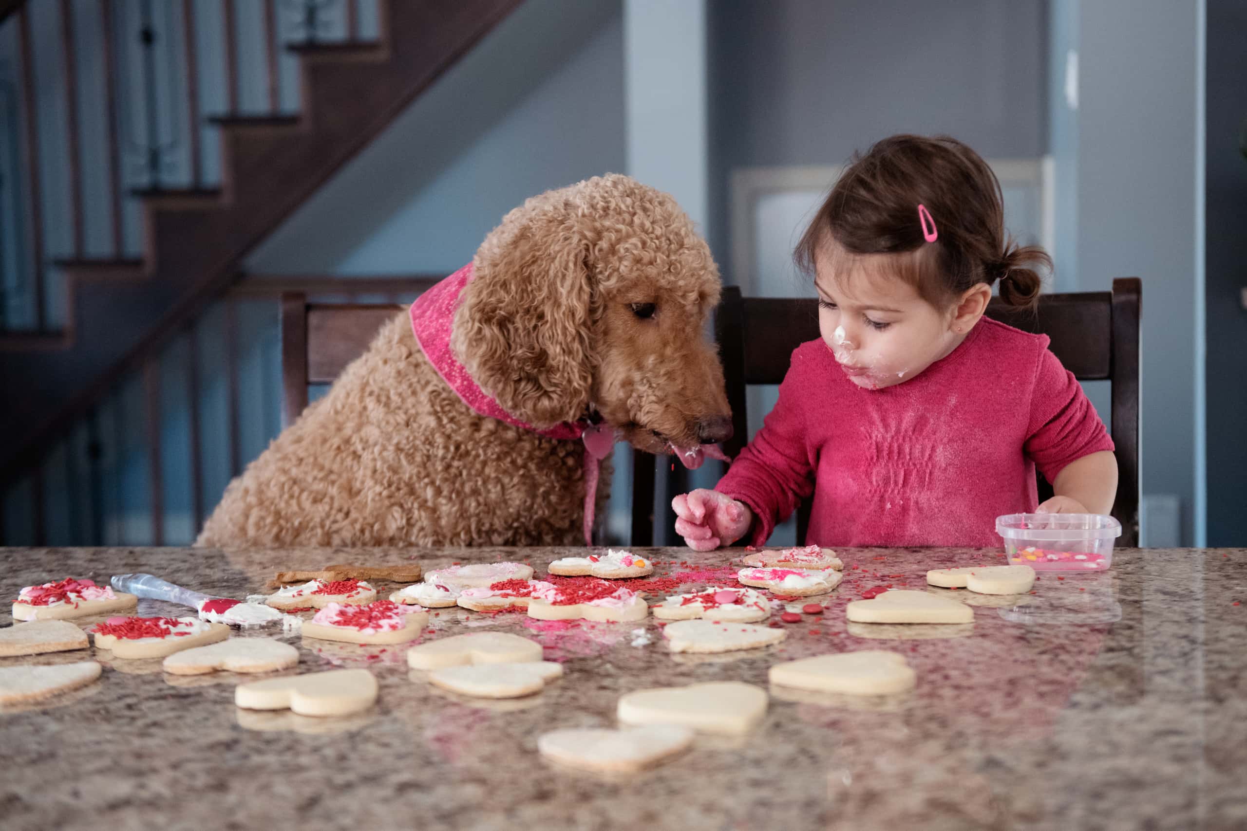 Petite fille décorant des biscuits avec son chien pour la Saint-Valentin 2021
